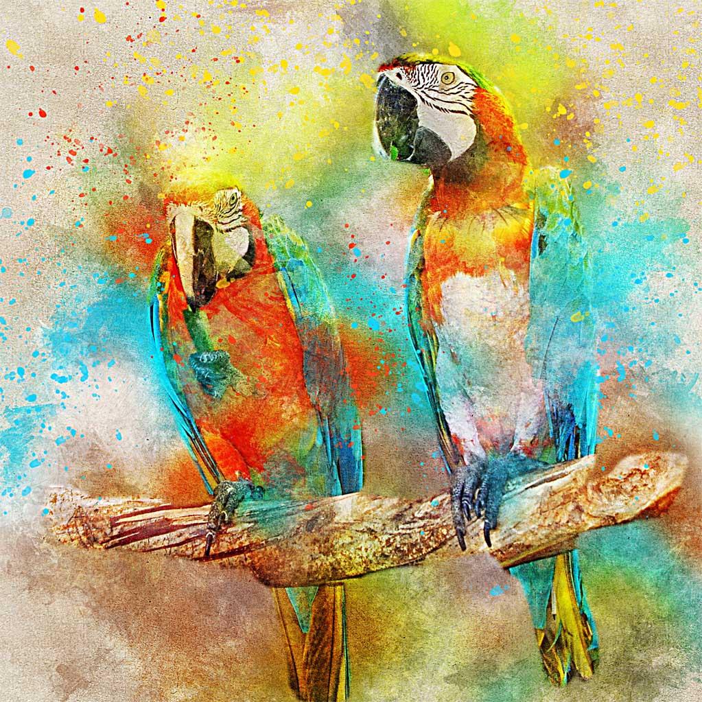 Picture Bright parrots 3