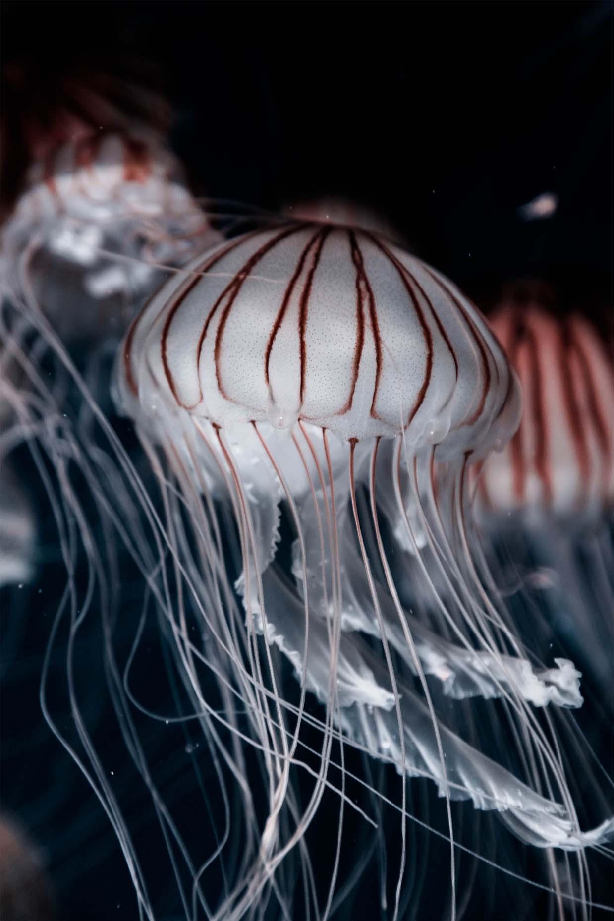 Picture Jellyfish 3