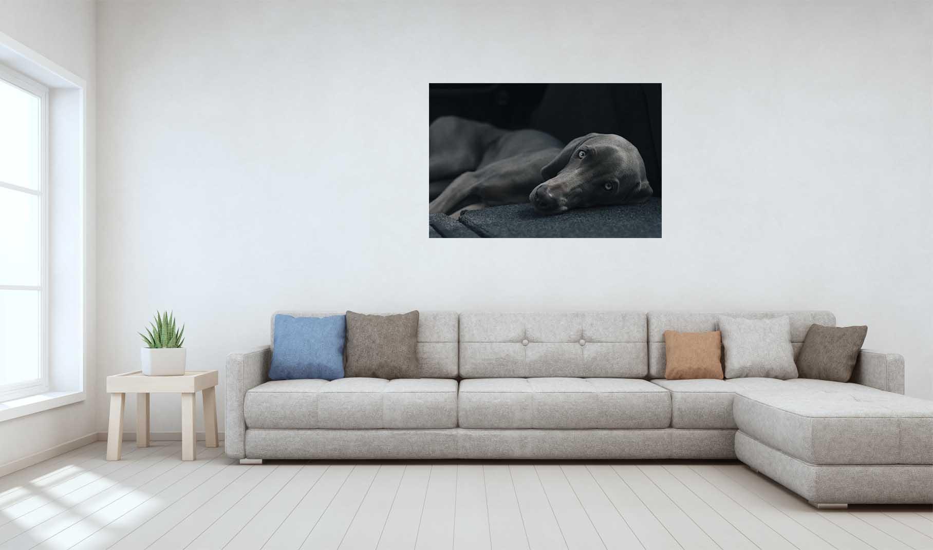 Картинка Черная собака 2