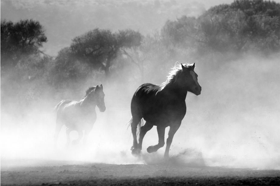Picture Horse b/w 3
