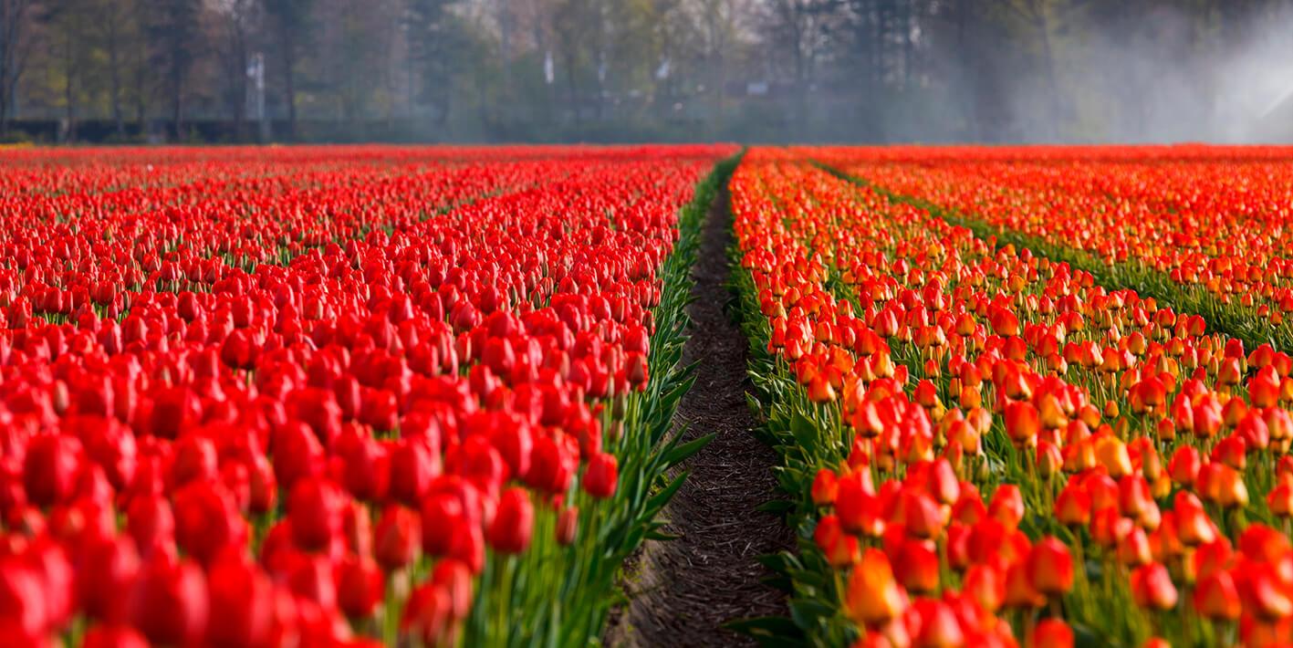 Obrazek Pole tulipanów 2