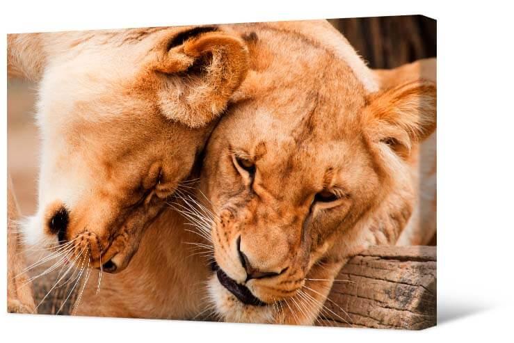 Picture Lion cubs