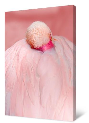 Pilt Flamingo si ƒe amadede nye pink