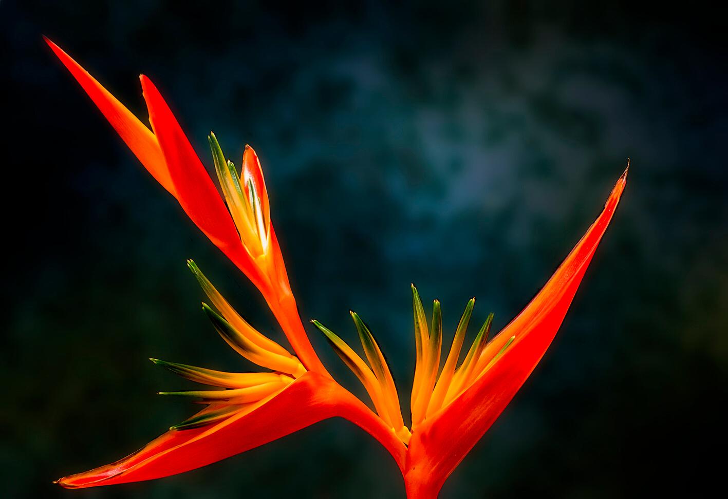 Strelicia - rojaus gėlė