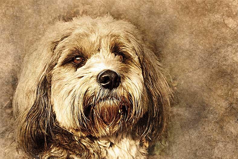 Картинка Пушистая собака 3