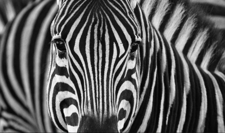 Bilde Zebras 3