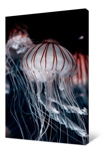 Pilt Tɔmelã siwo woyɔna be jellyfish