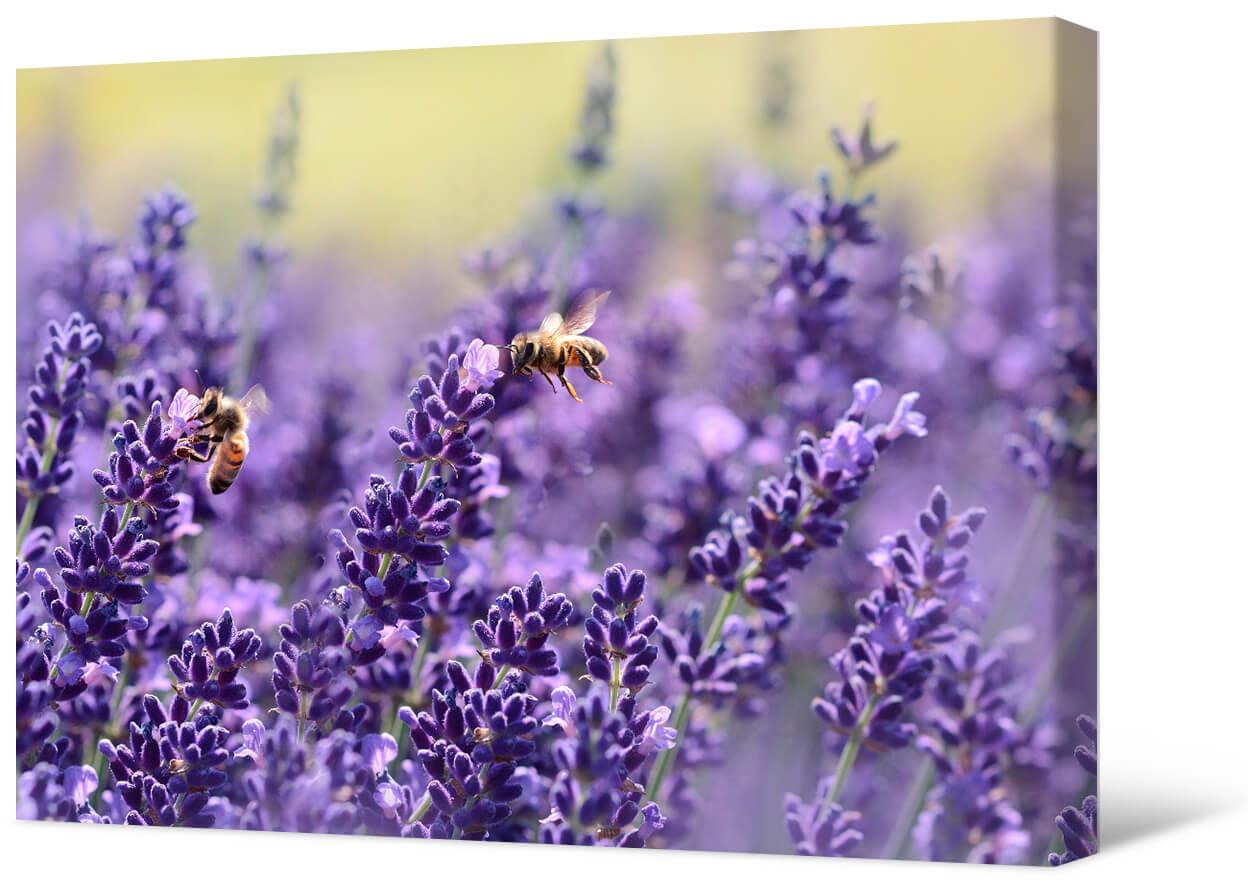 Картинка Лаванда и пчелы