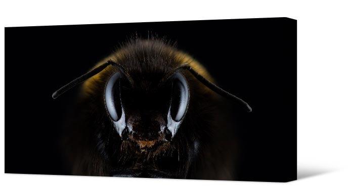 Pilt Bumblebee