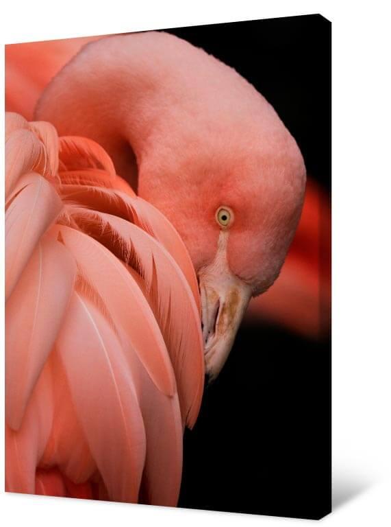 Картинка Фламинго