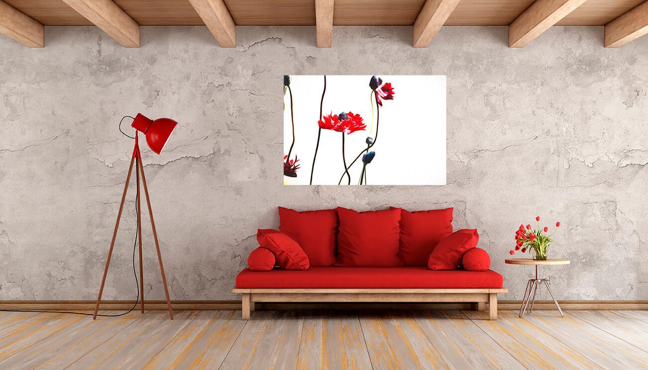 Picture Contrasting poppies 3