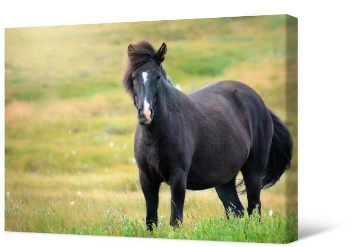 Obrazek Czarny koń w polu