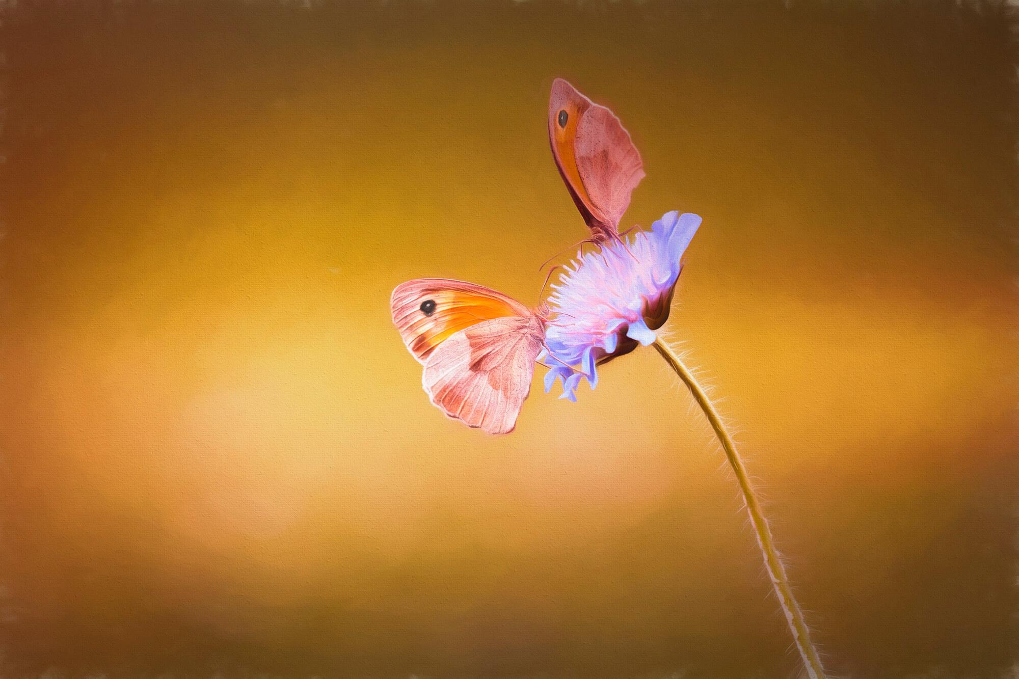Bild Schmetterlinge 2