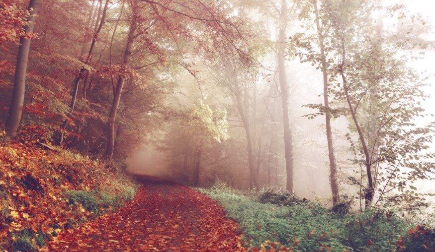 Картинка Фотокартина на холсте - Осенняя тропа 3