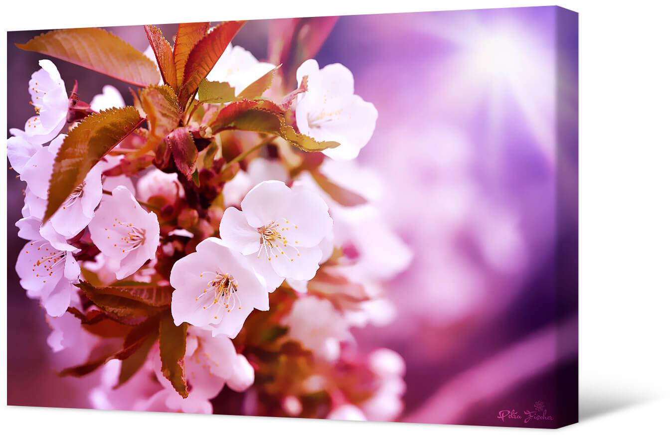 Картинка Цветы вишни
