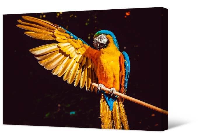 Picture Bright parrot