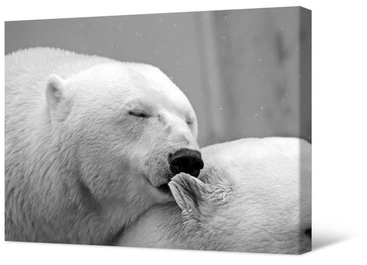 Obrazek Niedźwiedzie polarne