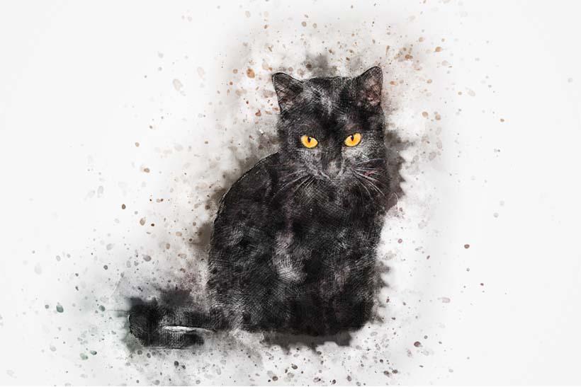 Картинка Черный кот 3