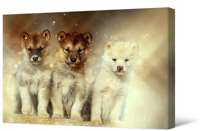 Картинка Три щенка