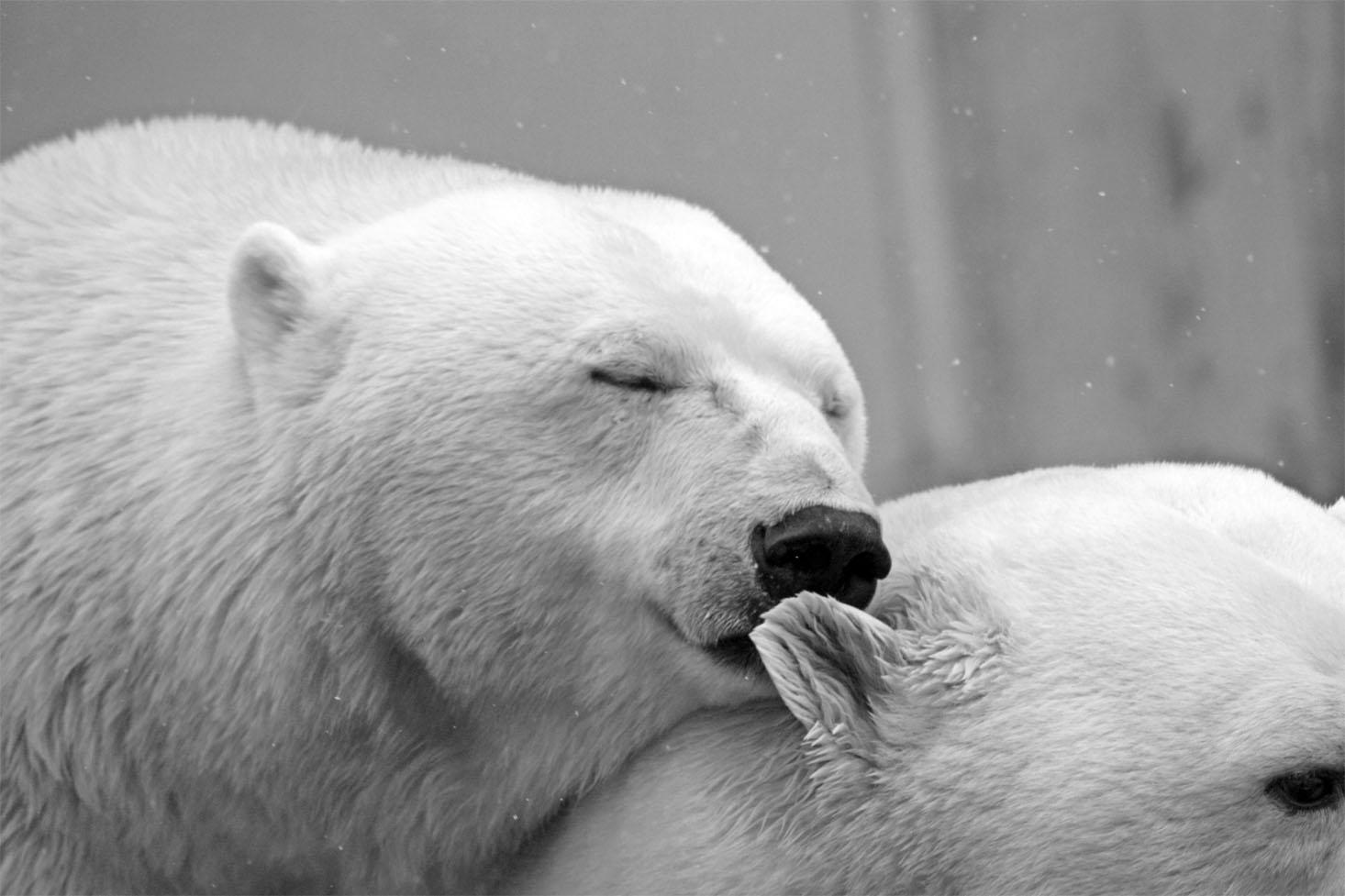 Obrazek Niedźwiedzie polarne 3
