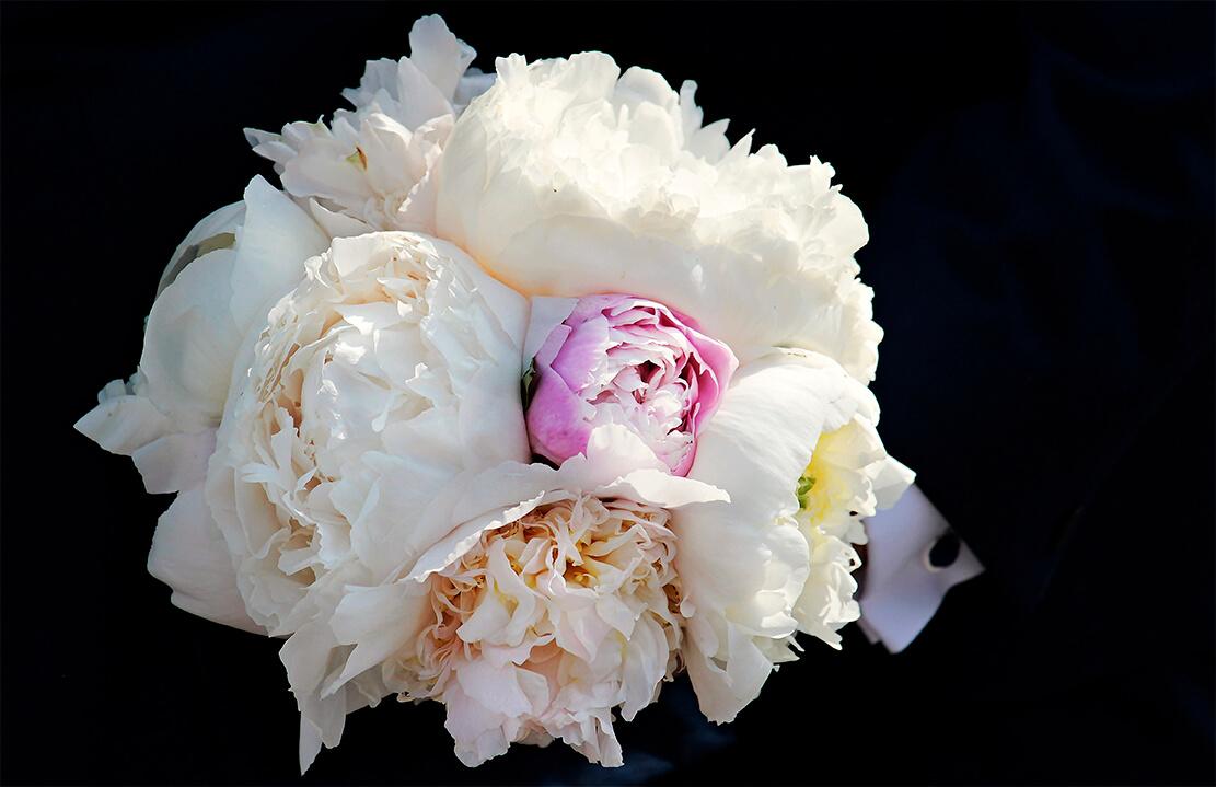Picture White peonies 2