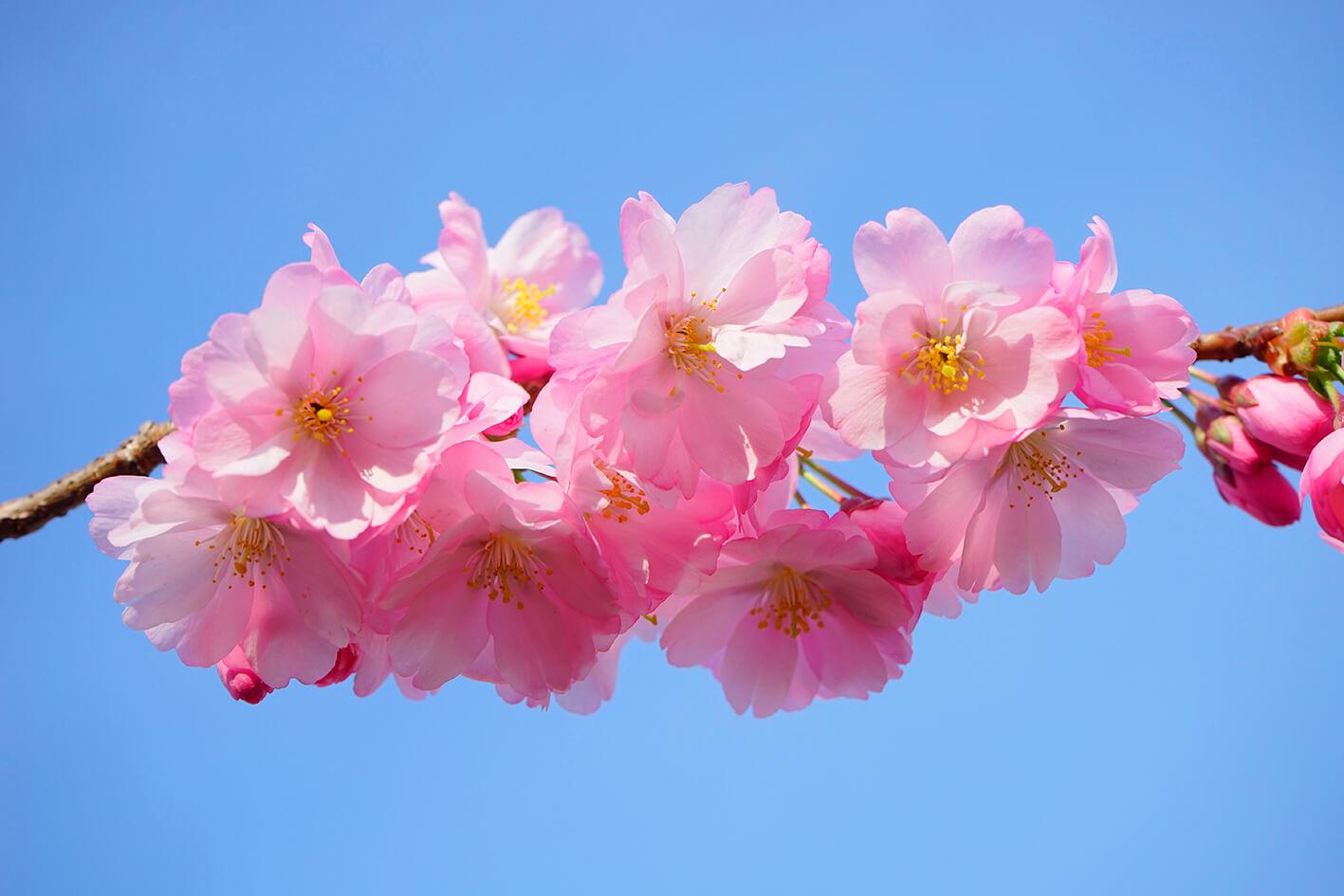 Pink sakura branch