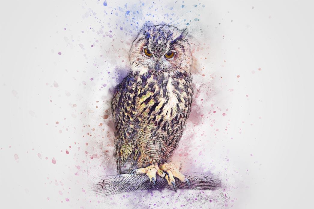 Picture Owl 3