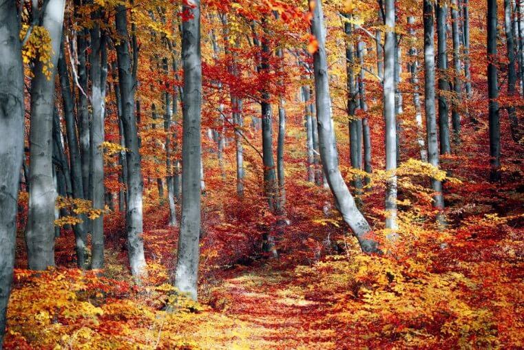 Picture Photo painting on canvas - Autumn forest 3