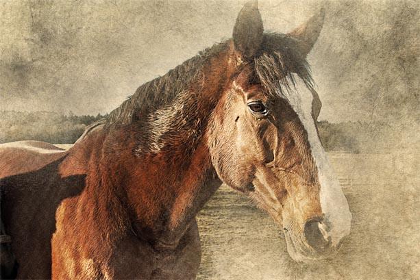 Картинка Лошадь 3