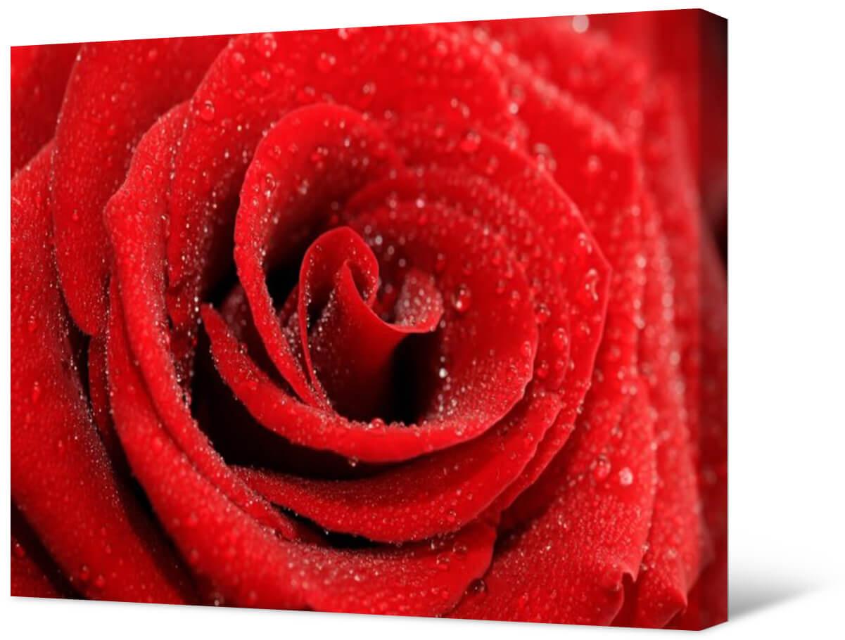 Bild Rote Rose