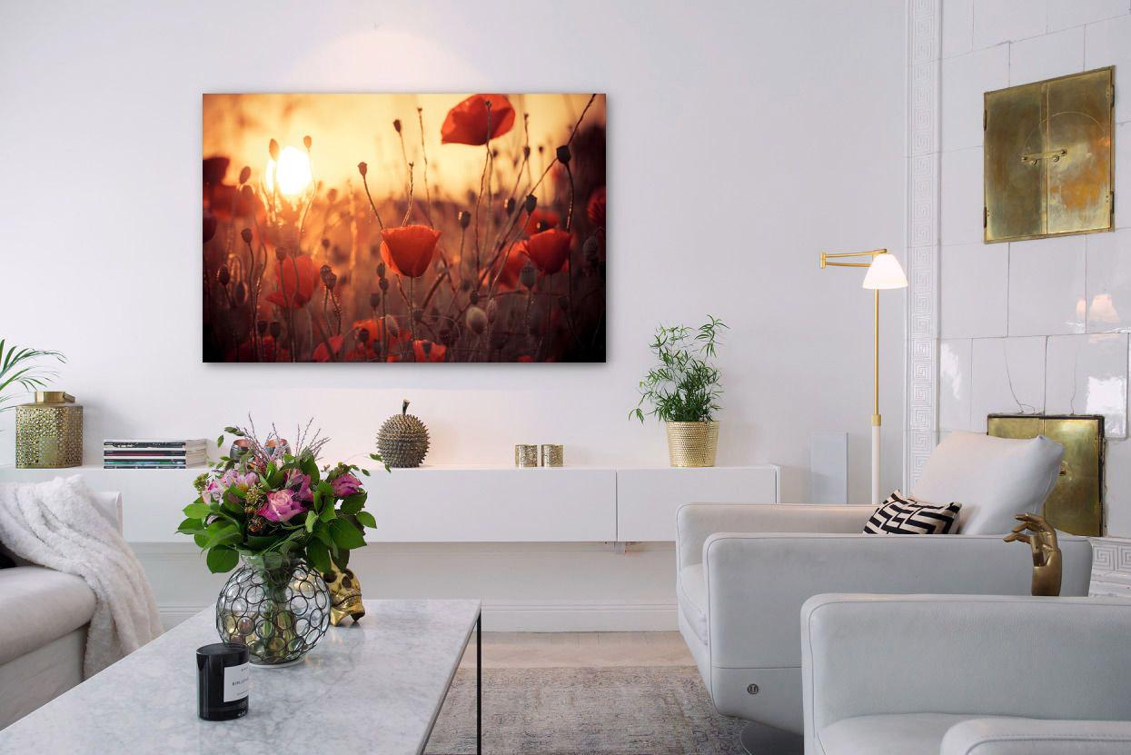 Photo picture - beautiful poppies