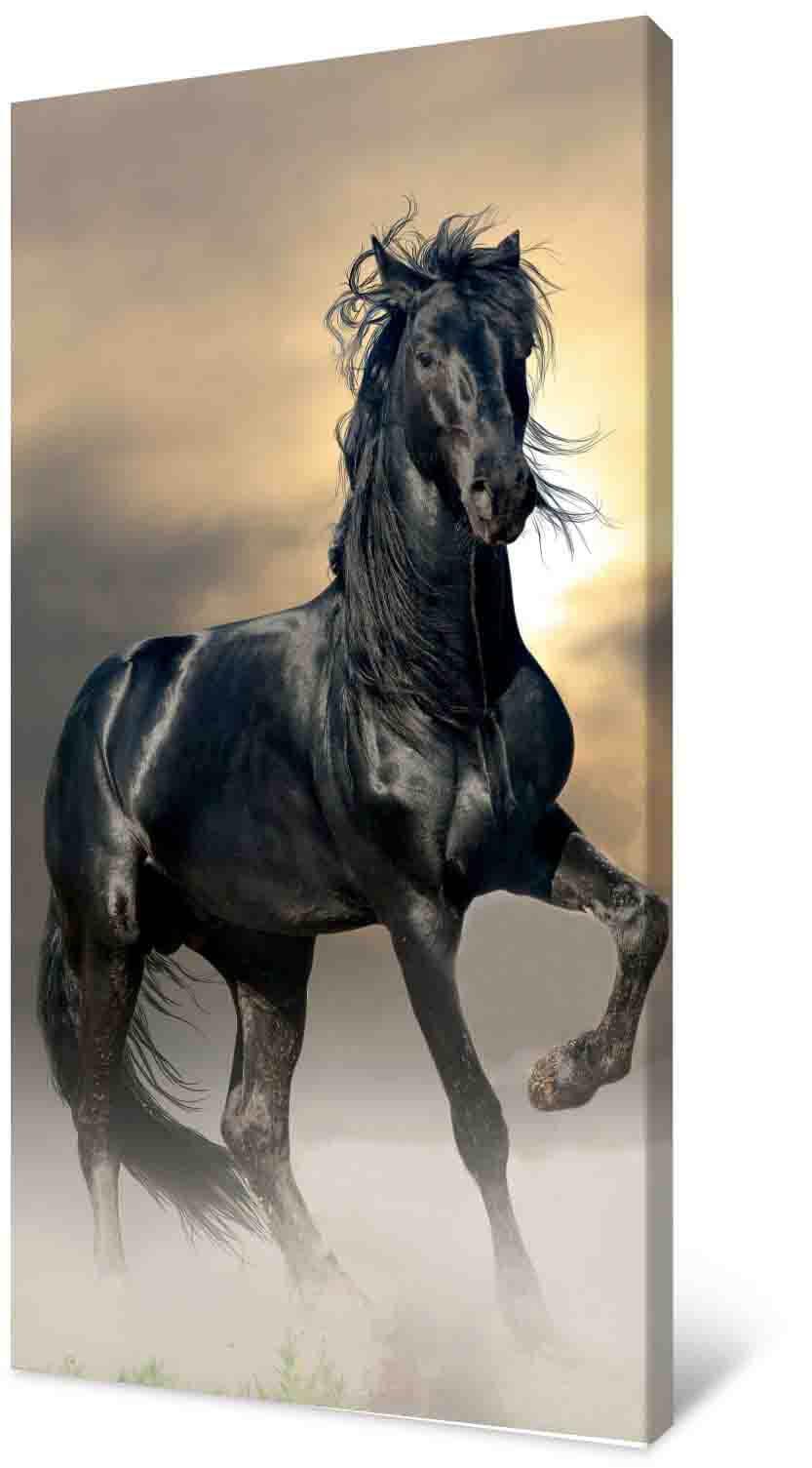 Фотокартина - черная лошадь