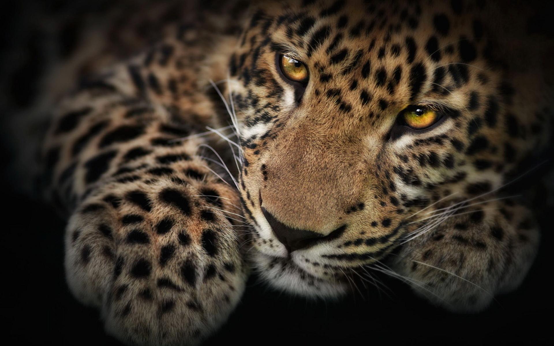 Picture Photo picture - magnificent jaguar 3