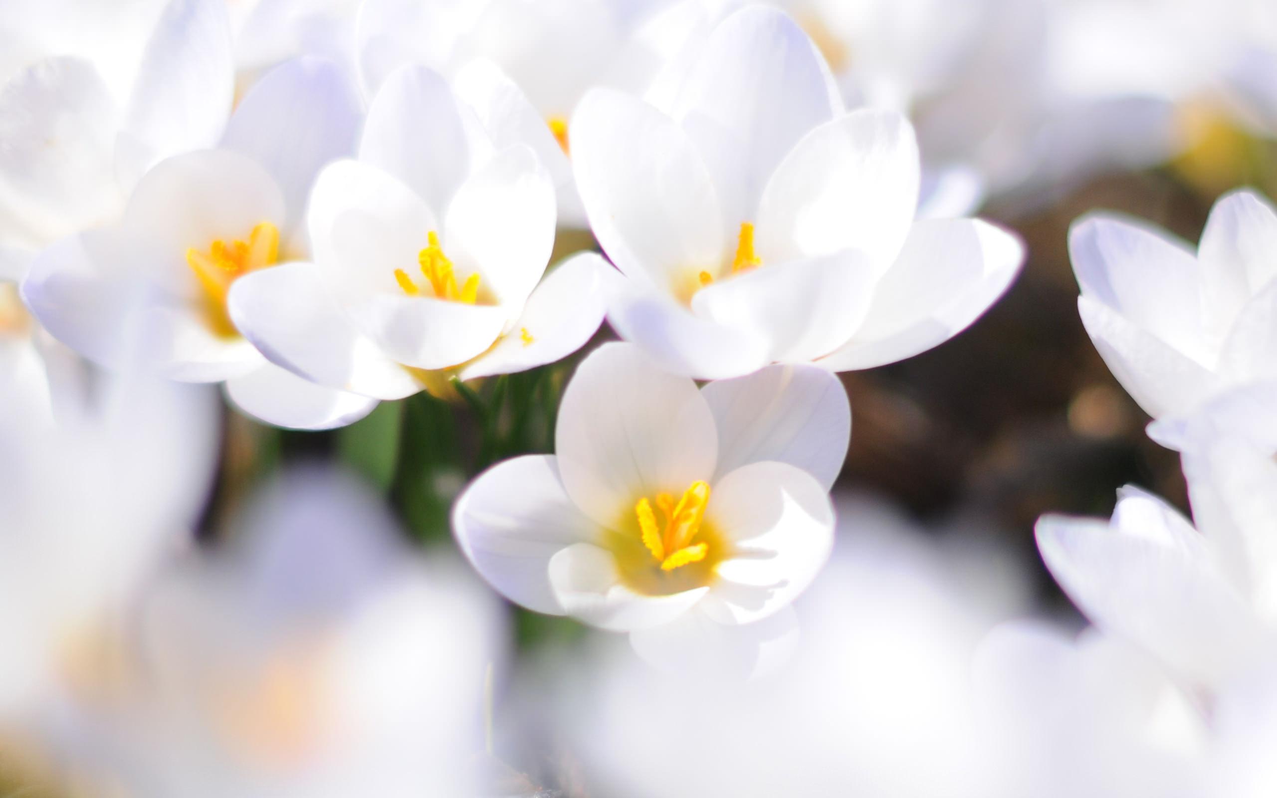 Obrazek Fotoobraz - piękne białe kwiaty 3