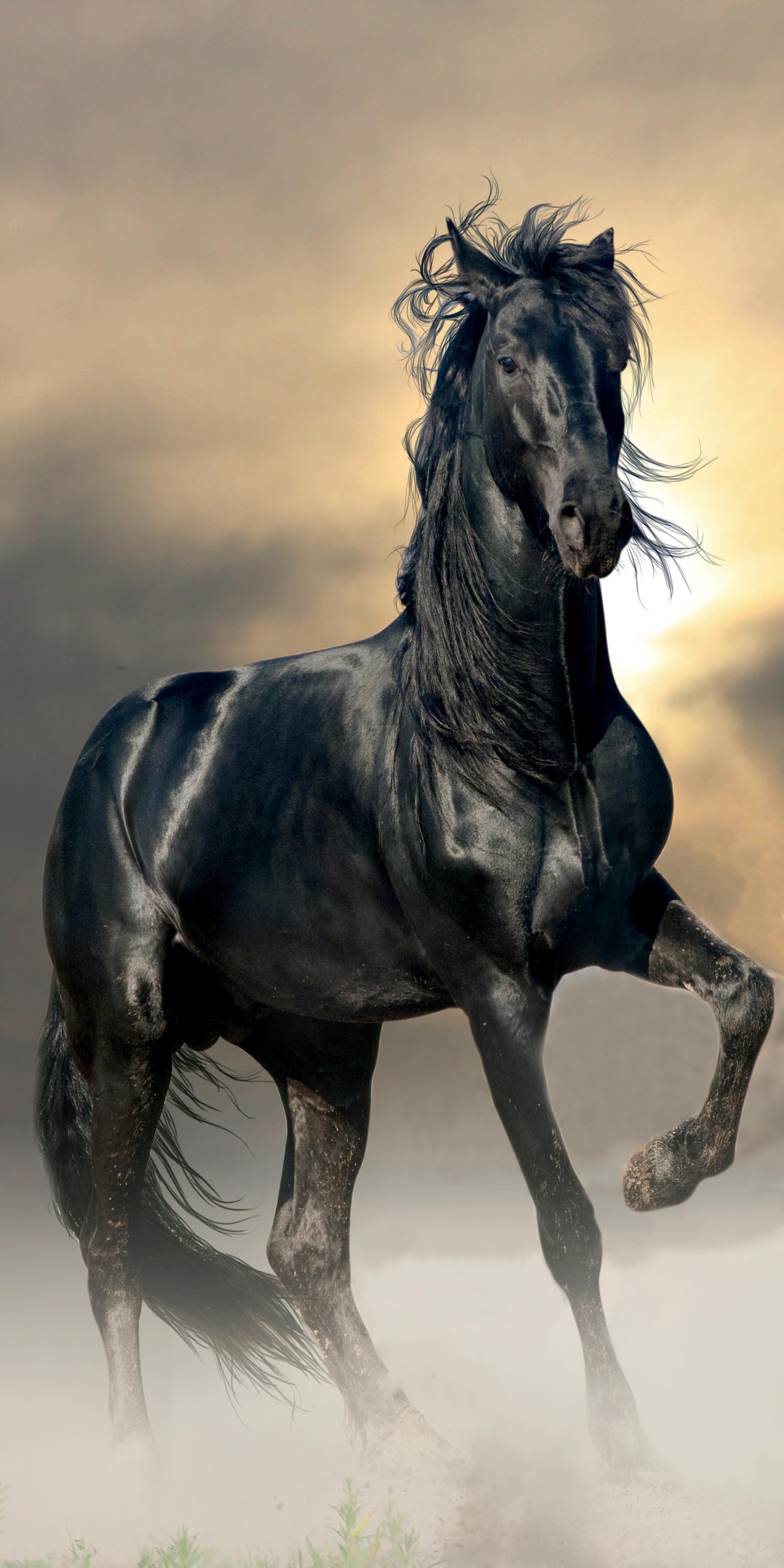 Фотокартина - черная лошадь