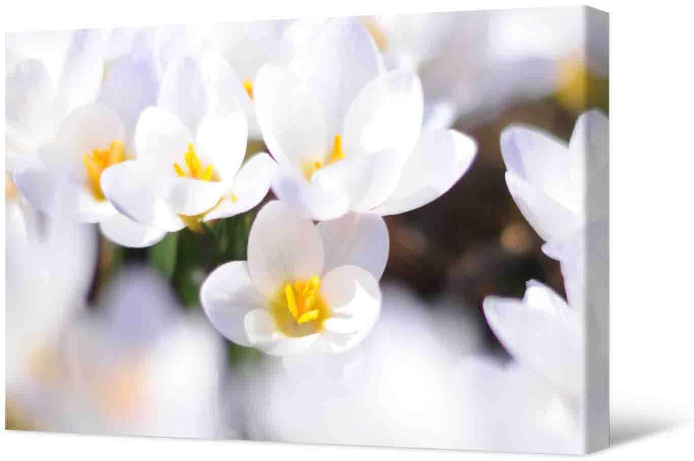 Obrazek Fotoobraz - piękne białe kwiaty