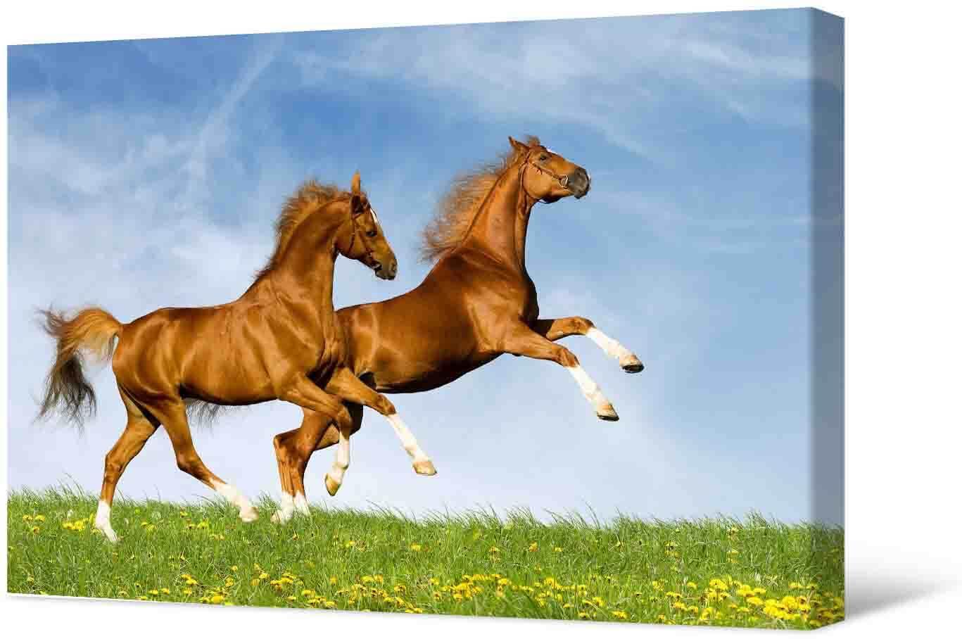 Fotoattēlā - divi zirgi