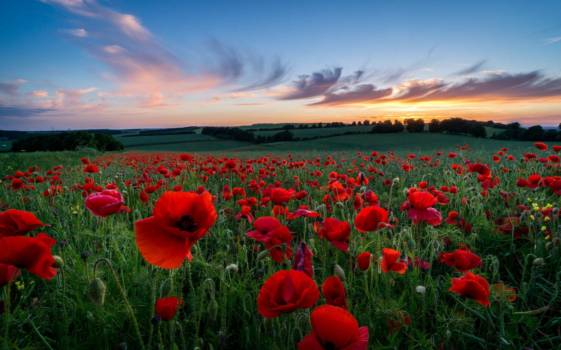 Picture Photo picture - a beautiful field of poppies 3