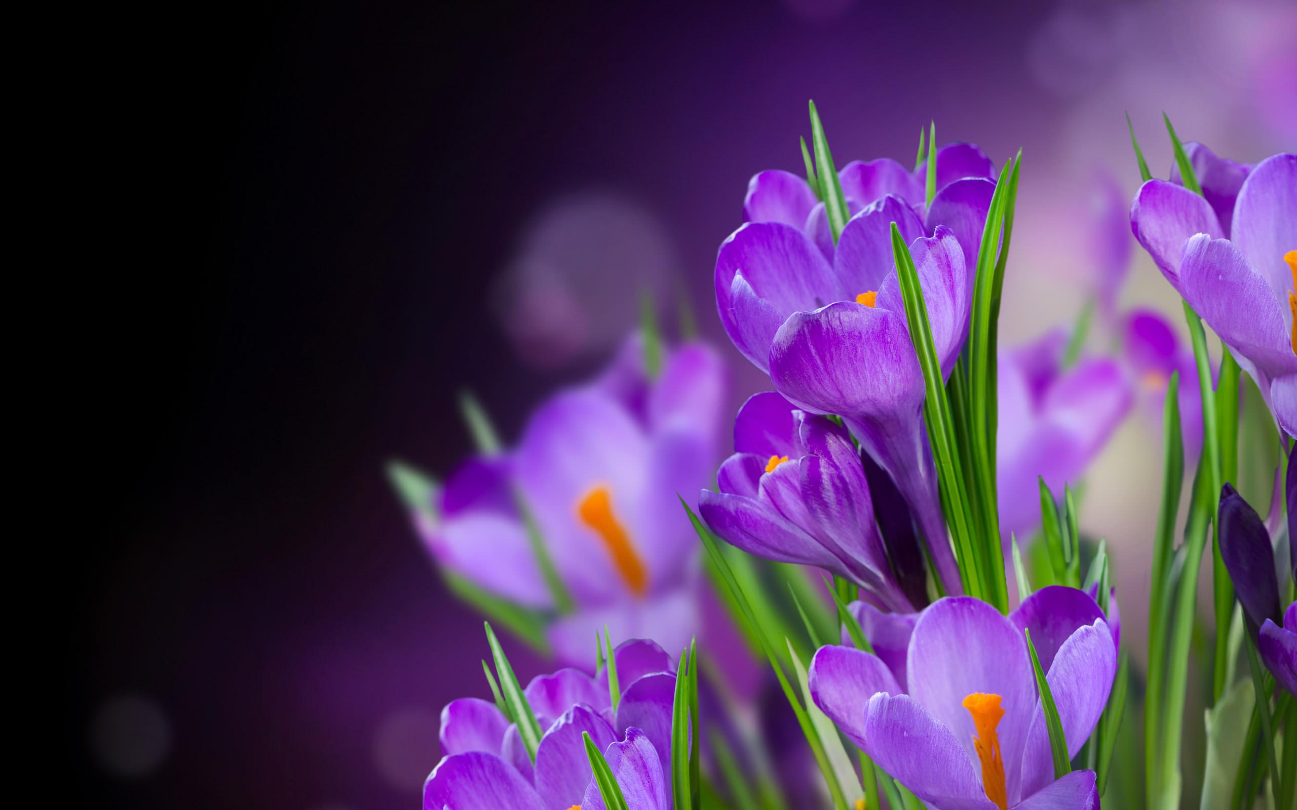Обои для андроид цветы фиолетовые крокусы