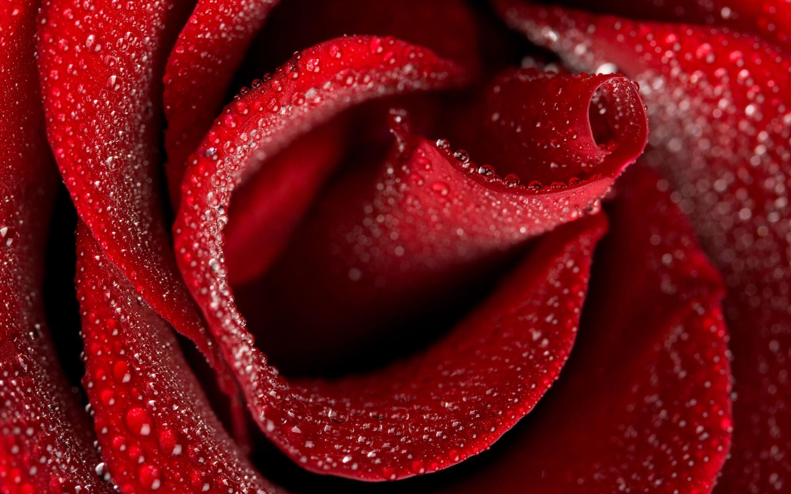 Obrazek Zdjęcie - piękna czerwona róża 3