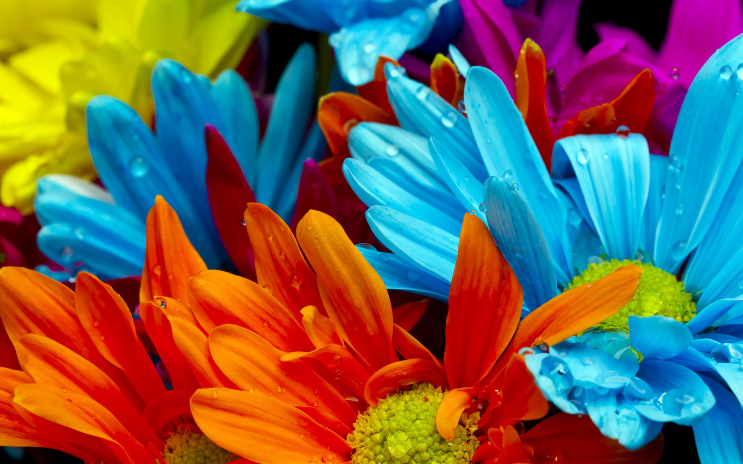 Obrazek Fotoobraz - piękne wielobarwne kwiaty 3