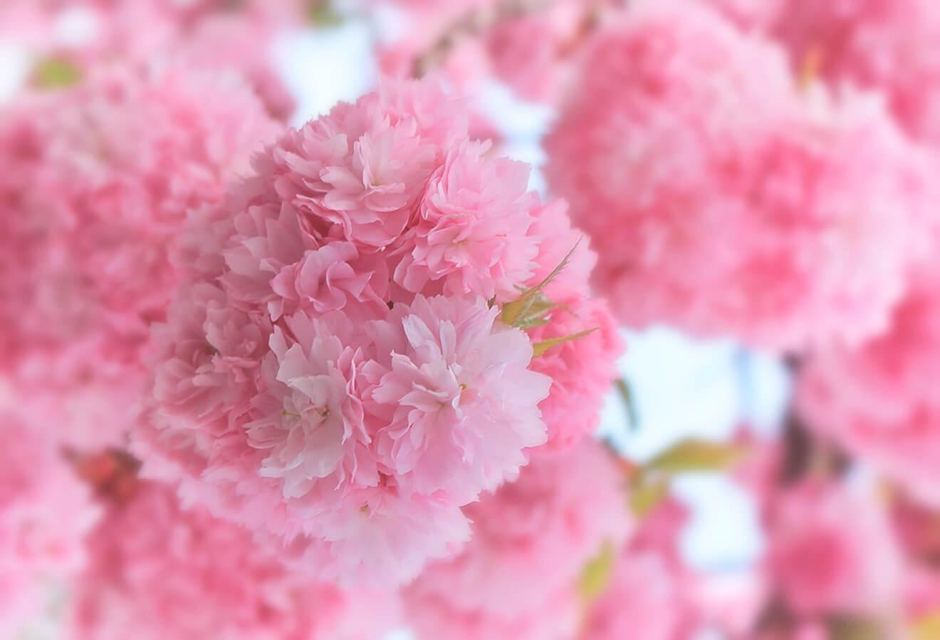 Sulīgs rozā zieds