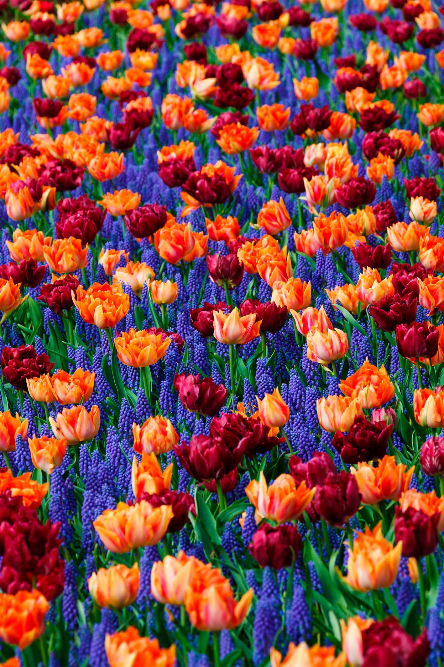 Muscari i tulipany