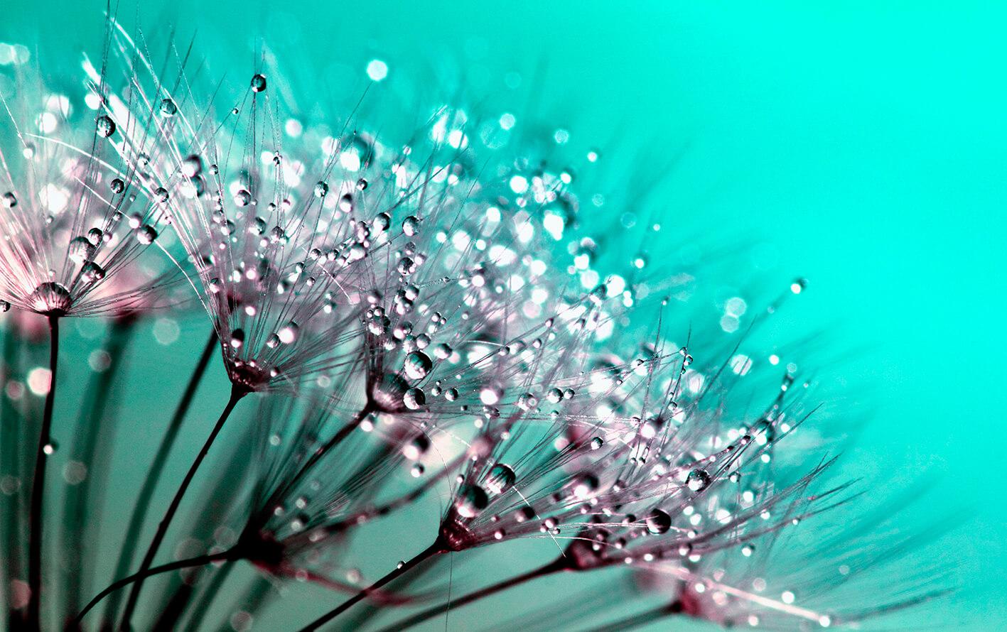 Dandelion macro photography