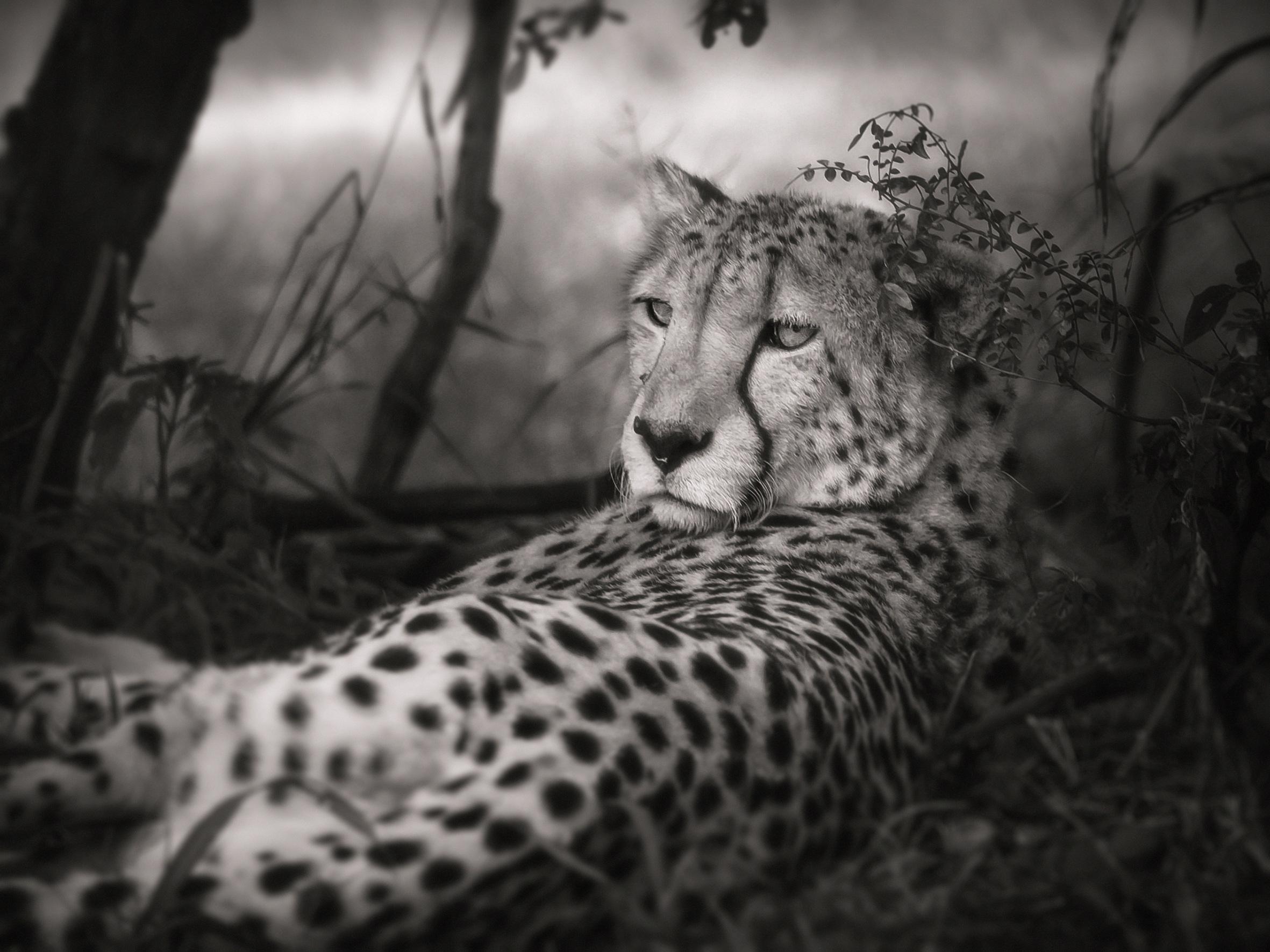 Bild Leoparden schwarz und weiß 3