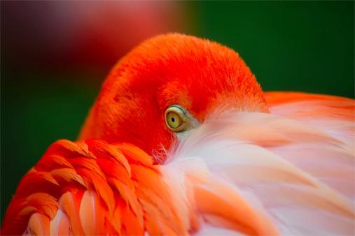 Picture Bright flamingo 3