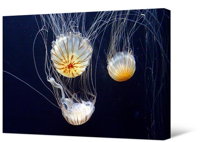 Picture Jellyfish