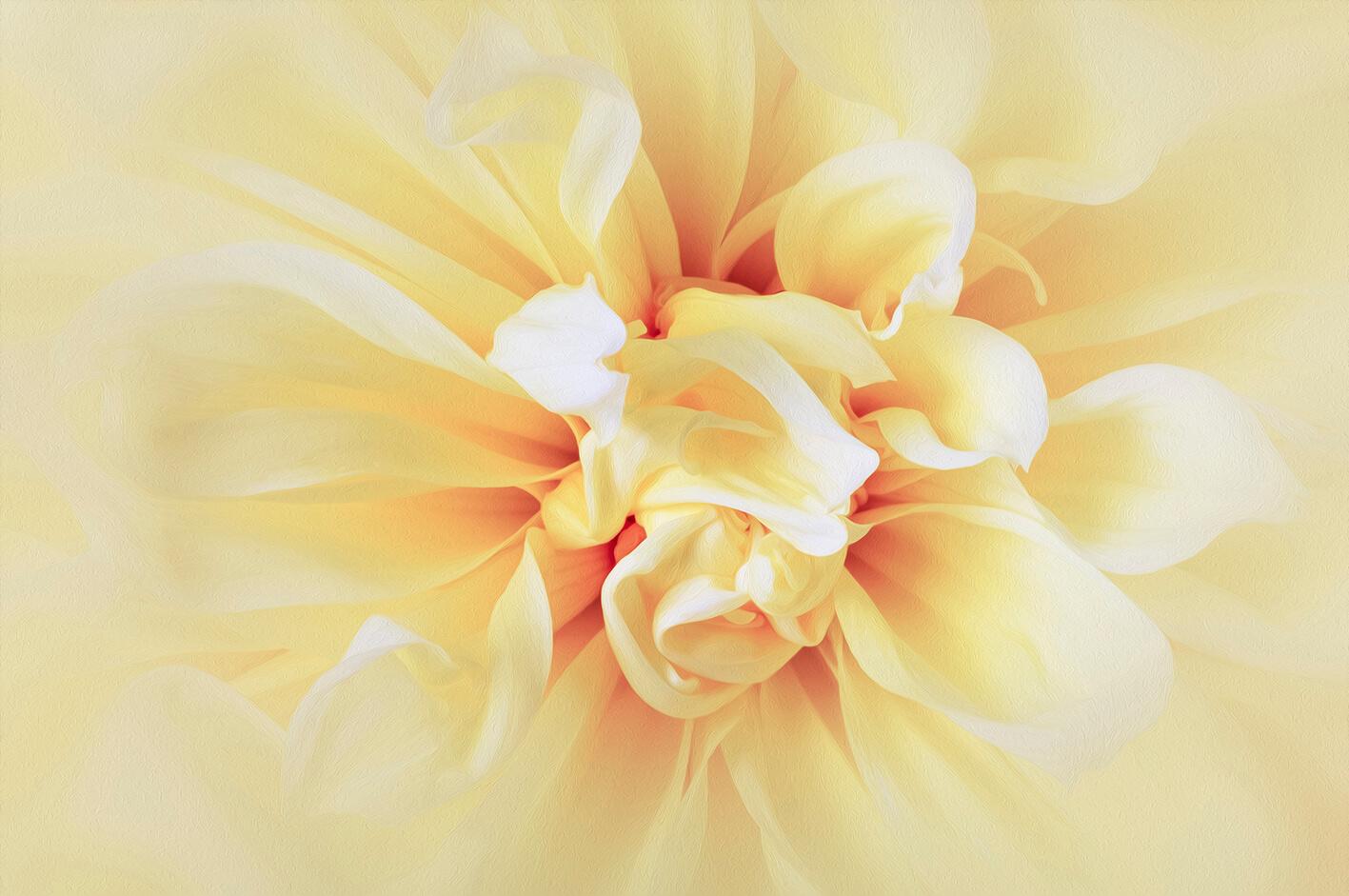 Gėlių makro fotografija