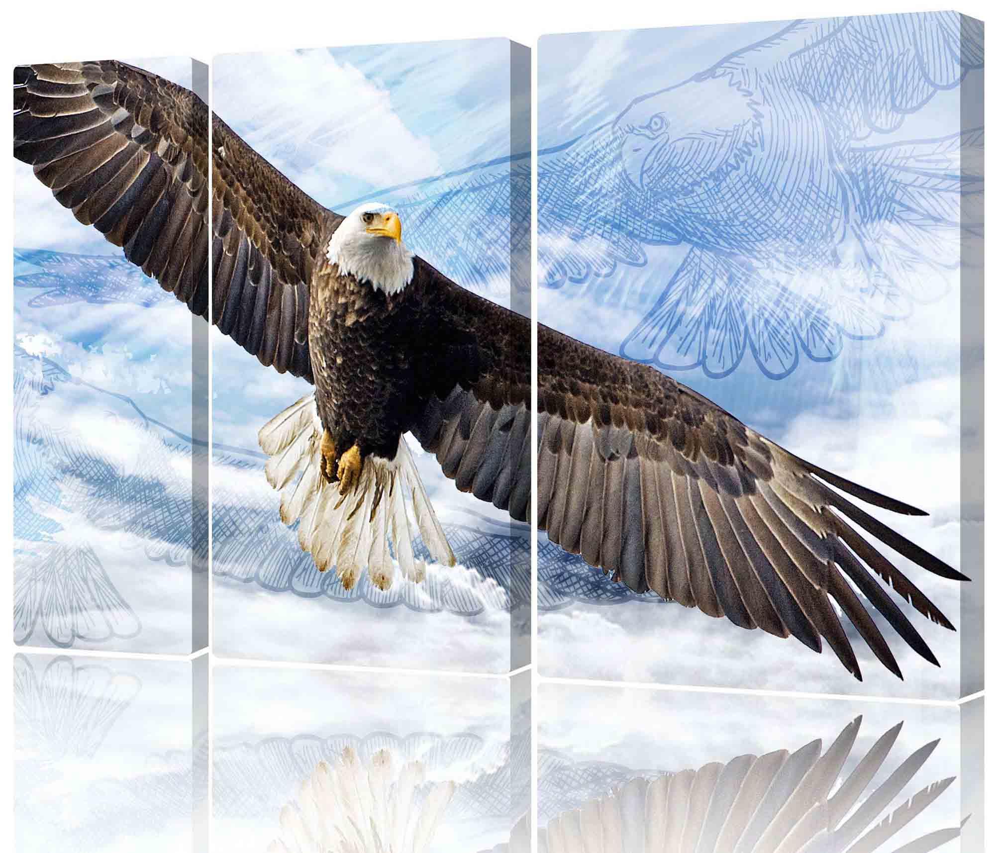 Bild Modulares Bild - Weißkopfseeadler