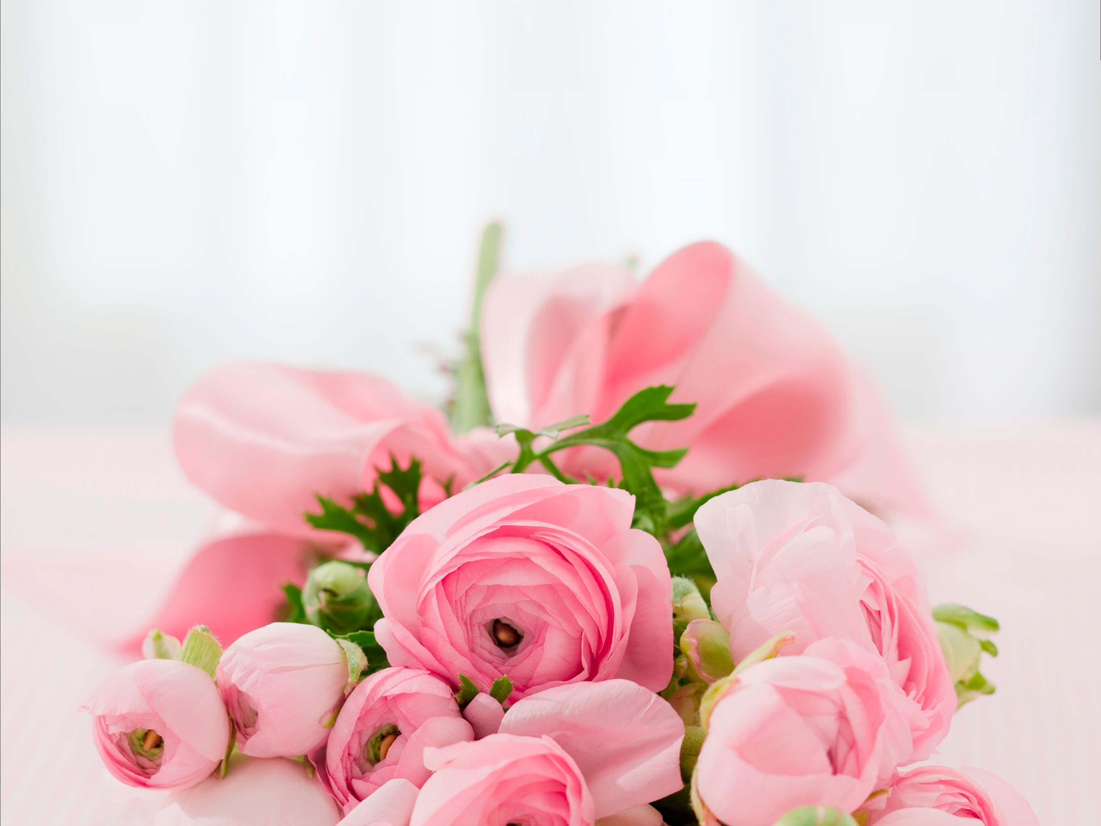 Blumenstrauß aus rosa Ranunkeln